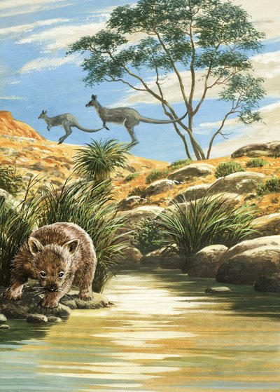 Wombat and Kangaroos by English School